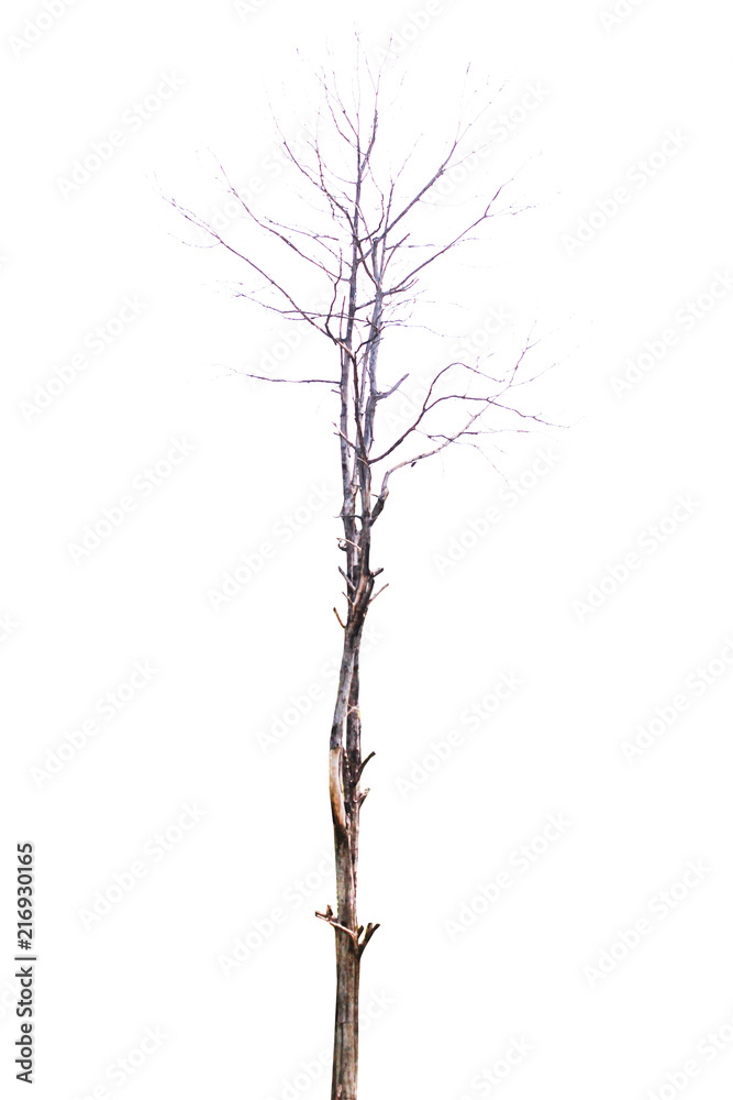 Barren tree on isolated background. nature Barren tree on isolated background. nature