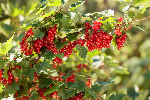 Red currants on the bush branch in the garden.