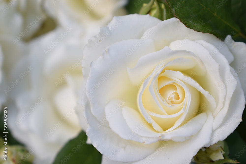 Beautiful white rose. Close up Beautiful white rose. Close up