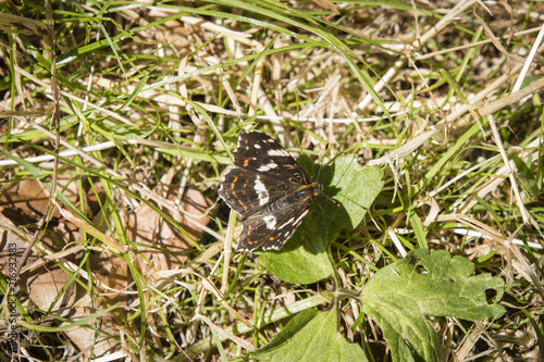 Araschnia levana - Butterfly in nature.