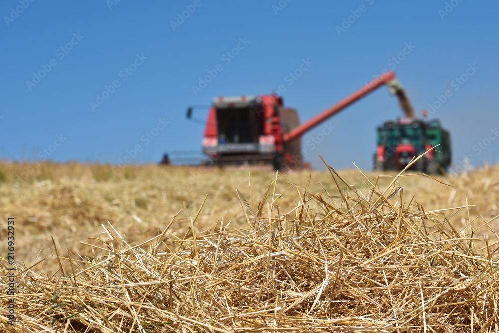Fototapeta premium moissons agriculture culture recolte cereales grains paille agriculteur agricole plante terre environnement bio machines champs secheresse canicule ete meteo soleil chaleur 2018