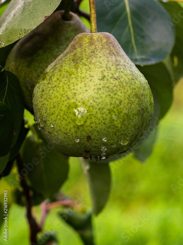 Pear on a branch in the garden. Pear in raindrops close-up on a branch. 