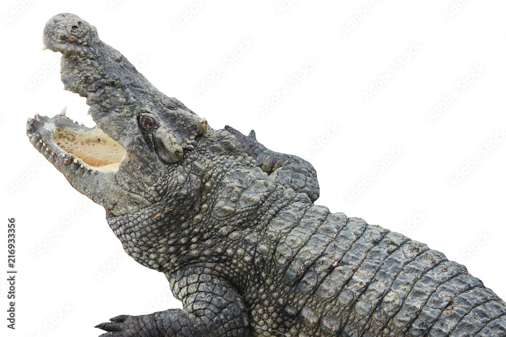 Fototapeta premium crocodile in Zoo. thailand crocodile. Asia. Freshwater crocodile