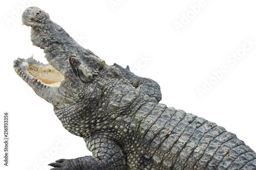 crocodile in Zoo. thailand crocodile. Asia. Freshwater crocodile