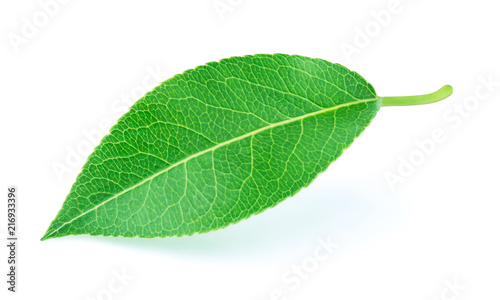 Pear leaf isolated on a white background with clipping path. One of the best isolated pears leaves that you have seen.
