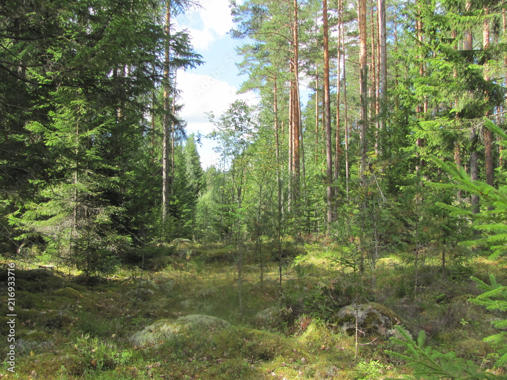 Fototapeta premium Pine forest on a sunny summer day