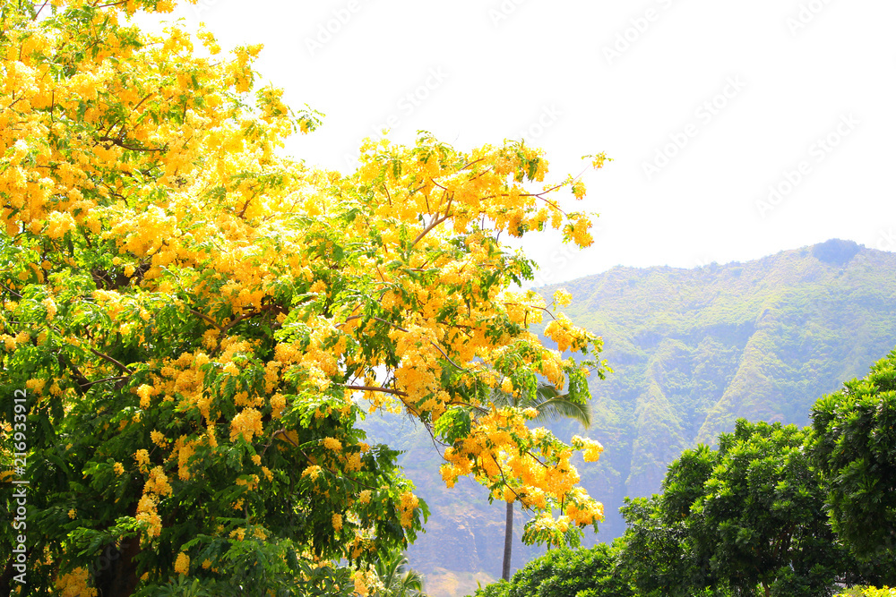 Fototapeta premium Hawaiian golden shower tree