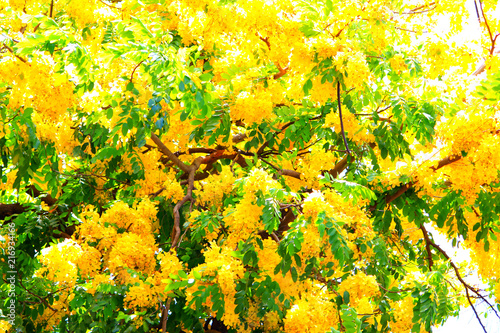 Hawaiian golden shower tree