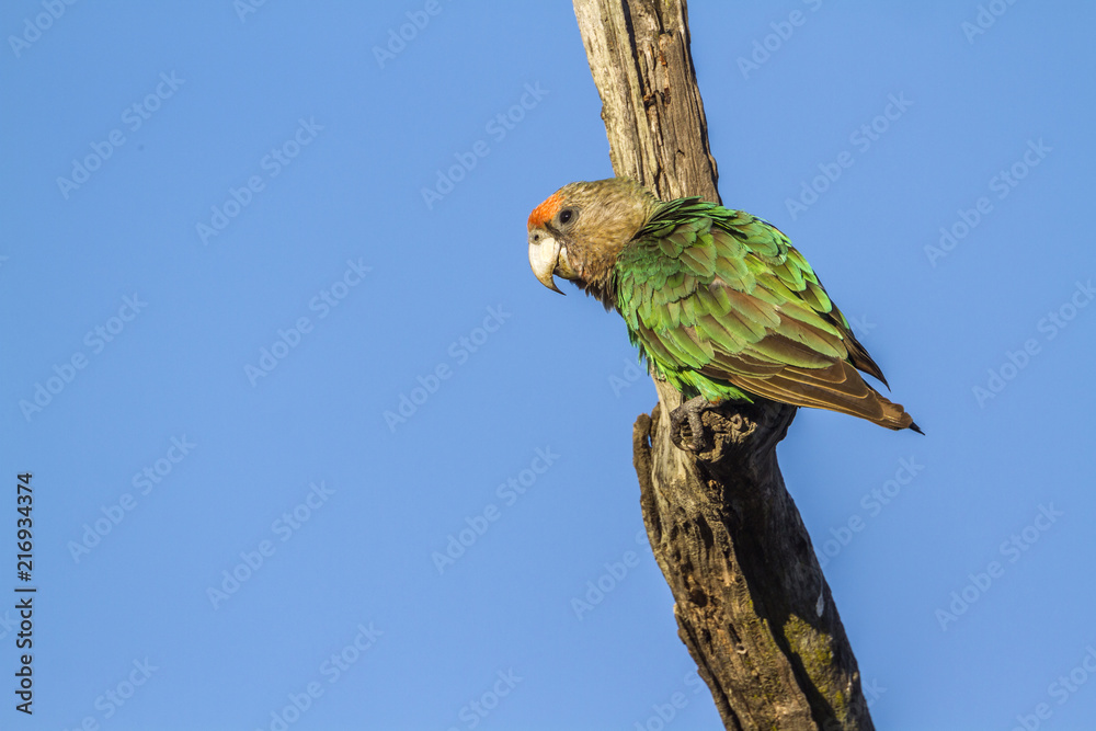 Naklejka premium Cape Parrot in Kruger National park, South Africa ; Specie Poicephalus robustus family of Psittacidae