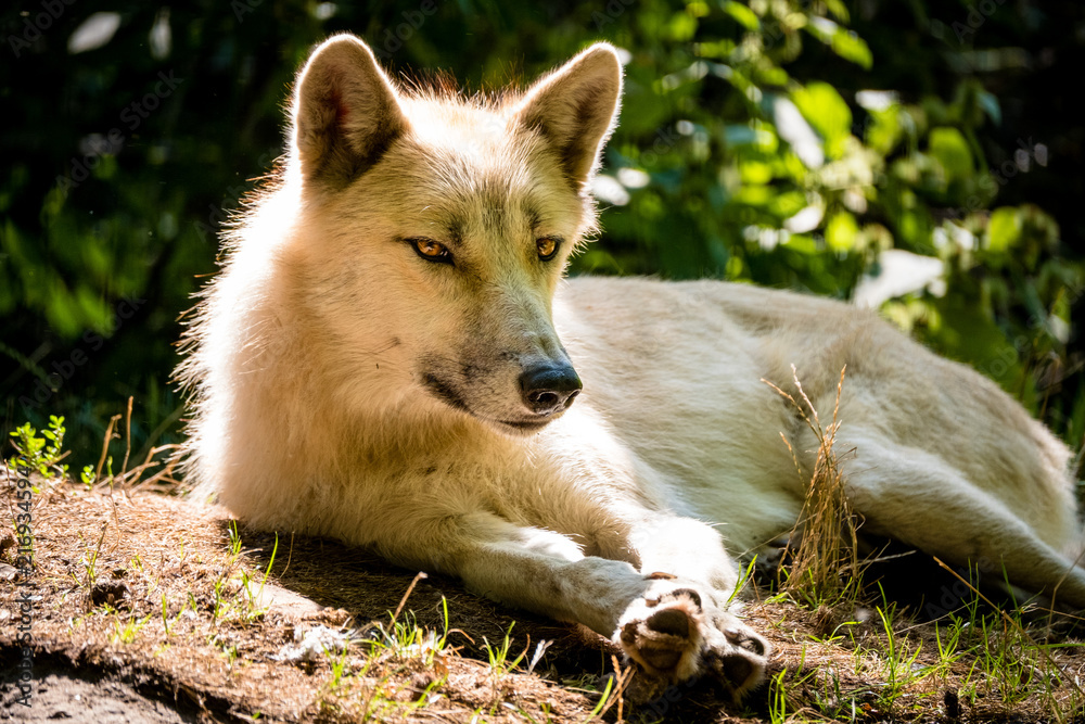 Fototapeta premium Weißer arktischer Wolf rastet in der Hitze des Sommers