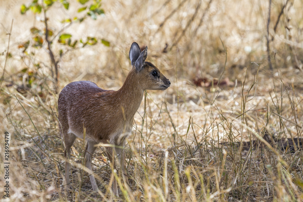Sharpe grysbok in Kruger National park, South Africa ; Specie Raphicerus sharpei family of Bovidae Sharpe grysbok in Kruger National park, South Africa ; Specie Raphicerus sharpei family of Bovidae