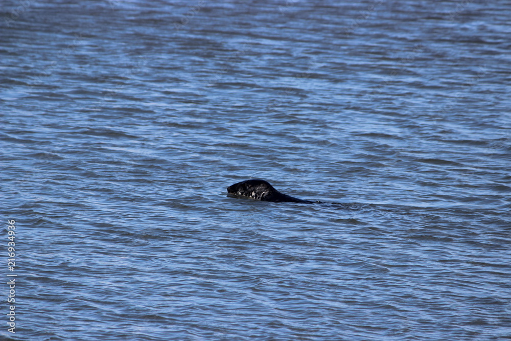 Fototapeta premium Sea lion in the harbour of howht, irland
