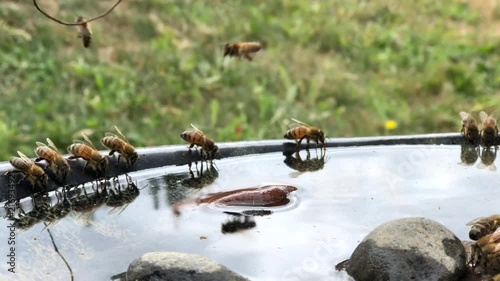 4K HD video of many honey bees drinking water from a bird bath. Like most other animals, the bodies of honey bees are mostly water so they need to drink water routinely like other animals. photo