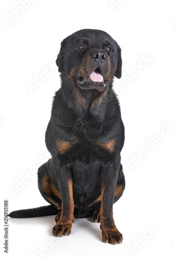 rottweiler in studio