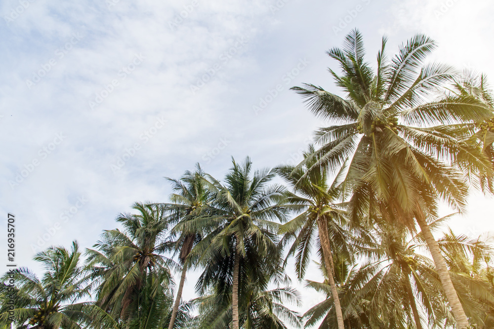 Beautiful coconut palm trees and sky in agriculture farm at Thailand