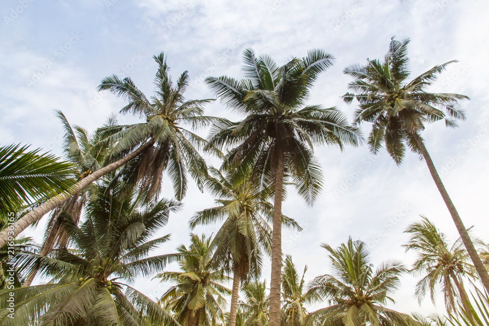 Beautiful coconut palm trees and sky in agriculture farm at Thailand Beautiful coconut palm trees and sky in agriculture farm at Thailand