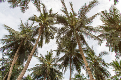 Beautiful coconut palm trees and sky in agriculture farm at Thailand
