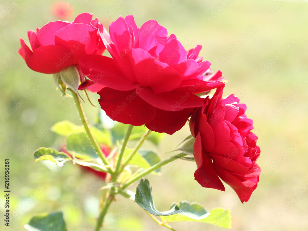 Red rose in bloom. A lot of beautiful petals. Bokeh background. Love. Valentine.  