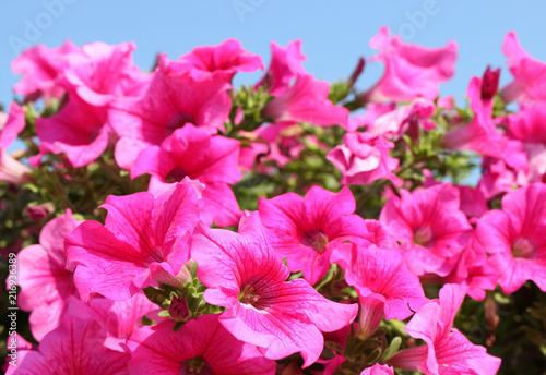 Blossoms of pink petunia isolated before bright blue sky. Beautiful summer. 