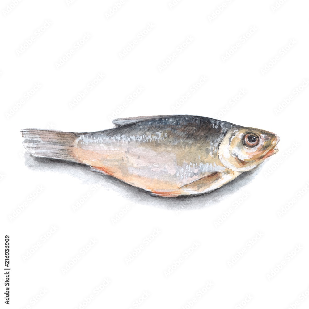 Dry fish isolated on white background. Watercolor illustration