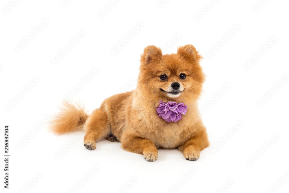 pomeranian dog with a little bow pomeranian dog with a little bow