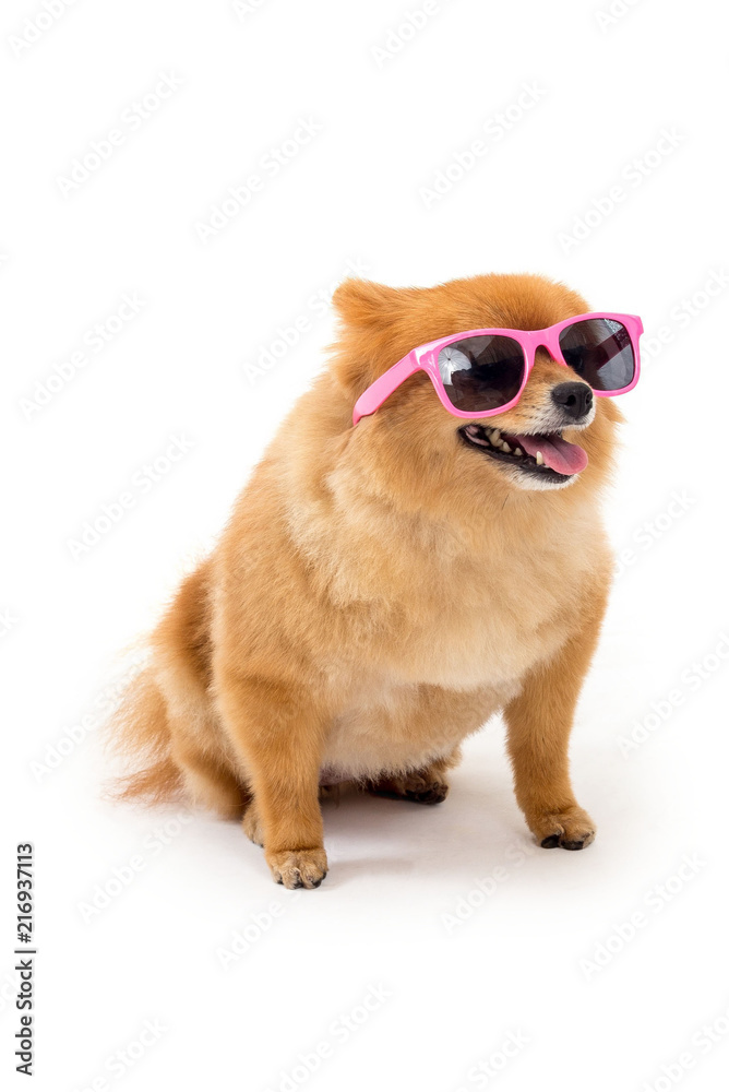 pomeranian dog wearing sunglasses Stock Photo | Adobe Stock