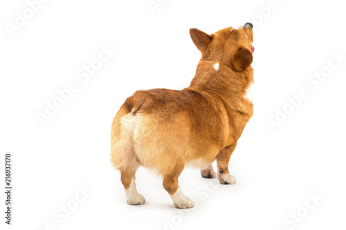 golden corgi dog from behind, back view photo