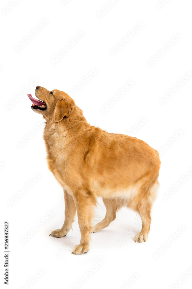 golden retriever walking golden retriever walking