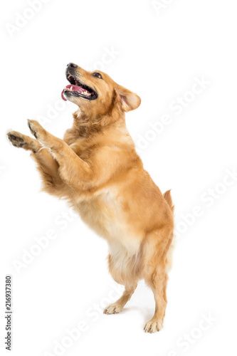 golden retriever dog jumping isolated on a white background