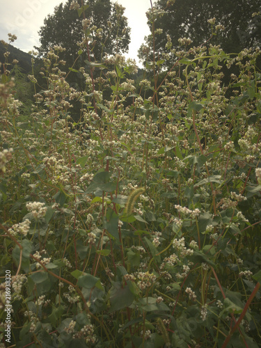buckwheat in field