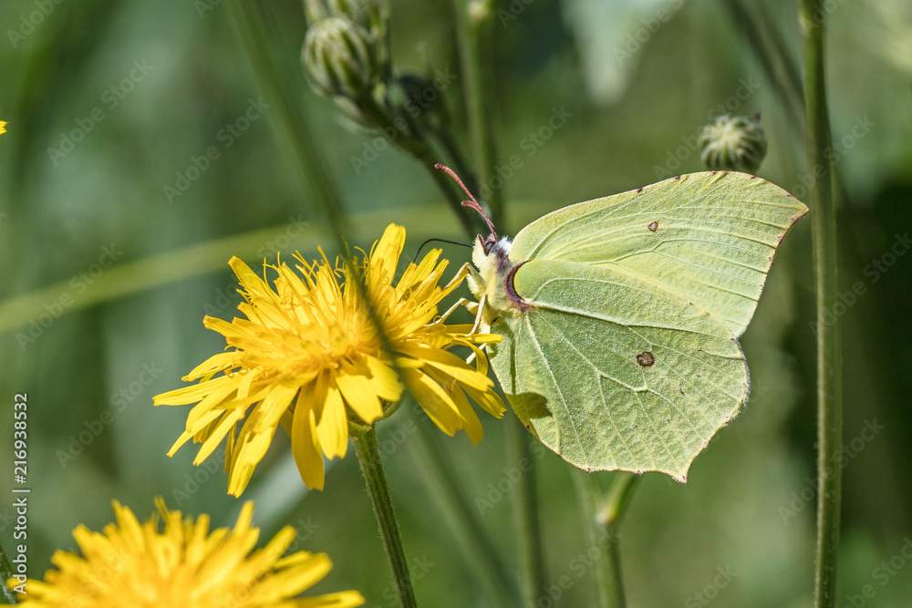 schmetterling schmetterling