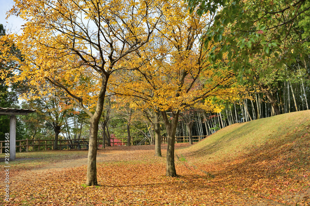 秋の公園の散歩道