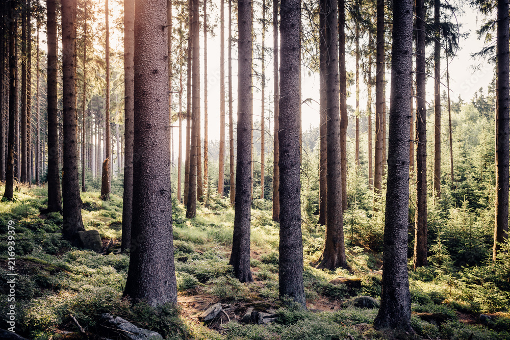 Wunderschöne Lichtstimmung morgens im Nationalpark Harz, Wald mit Sonne Wunderschöne Lichtstimmung morgens im Nationalpark Harz, Wald mit Sonne