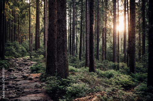 Die Sonne scheint durch den dichten Naturwald im Harz