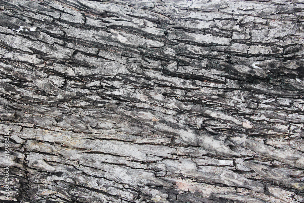 Old Wood Tree Texture Background Pattern Old Wood Tree Texture Background Pattern