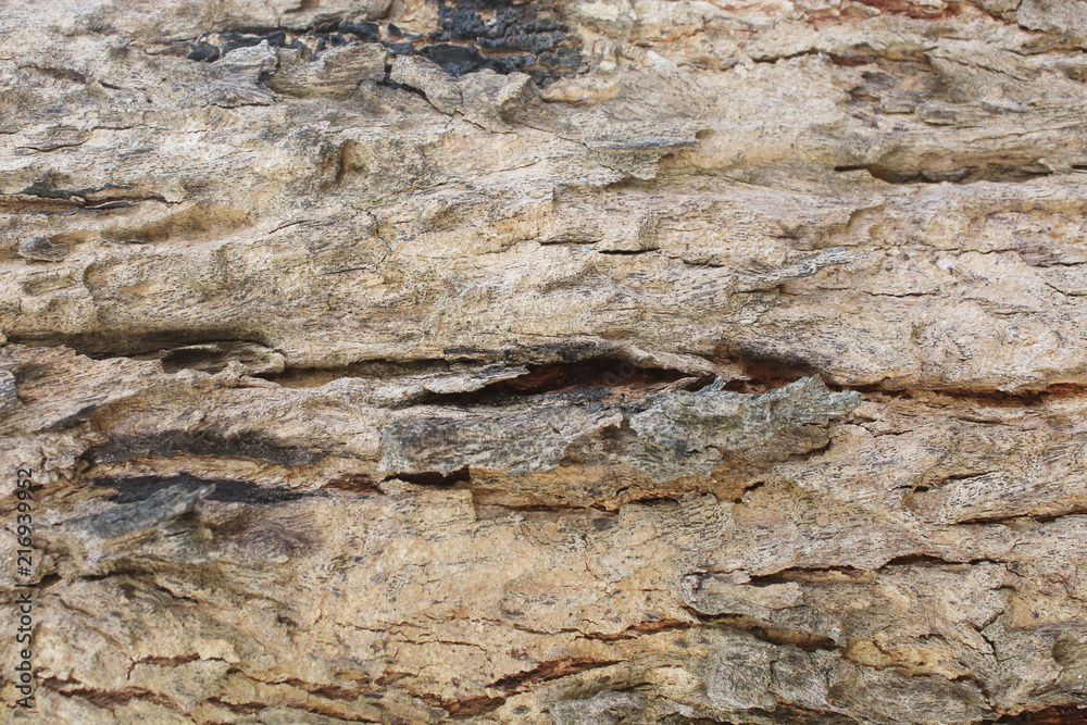 dry tree brown bark texture background