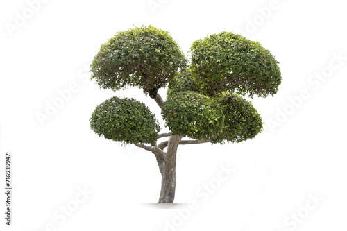 Fototapeta Naklejka Na Ścianę i Meble -  bonsai tree in garden isolated on white background