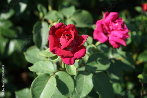 Beautiful red rose blooming in the summer