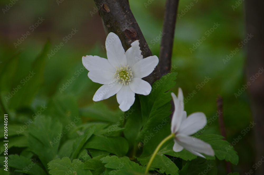 Expanding flowers snowdrops against the background of green foliage Expanding flowers snowdrops against the background of green foliage