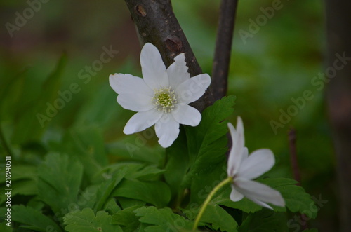 Expanding flowers snowdrops against the background of green foliage