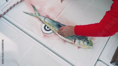 Yachtsman in red coat fillets fresh caught fish on deck in cockpit photo