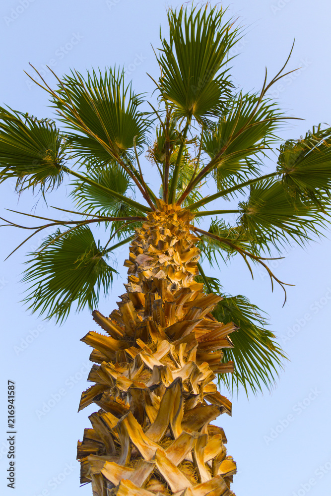 Lonely palm tree on a blue background, close-up Lonely palm tree on a blue background, close-up