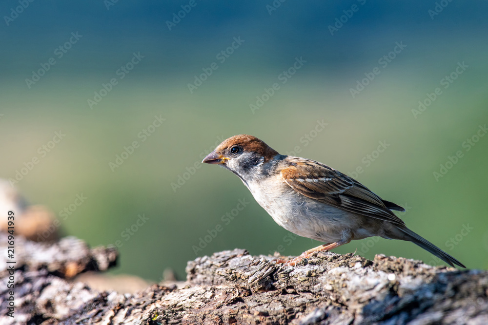 Eurasian tree sparrow (Passer Montanus) sitting sideways by small pond in the forest Eurasian tree sparrow (Passer Montanus) sitting sideways by small pond in the forest
