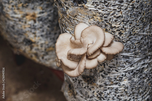 Organic plantation farm business. Oyster mushrooms growing on bags © hdesert