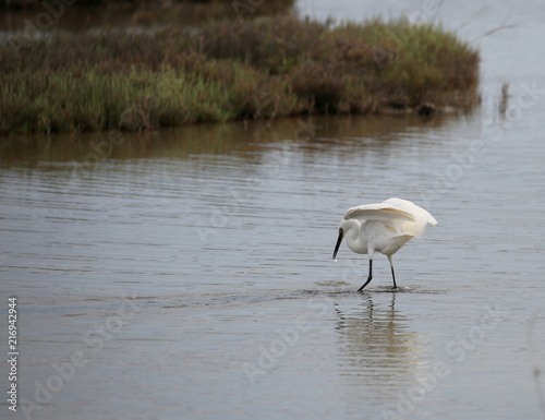 Great white heron hunting the fish in the shallow water
