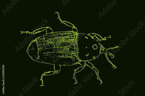 Weevil. Isolated on dark ba...