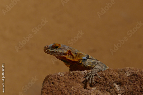 orange blue kalahari lizard