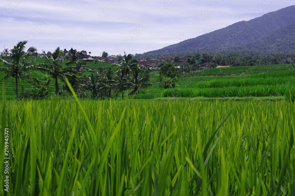 rice fields in bali, indonesia