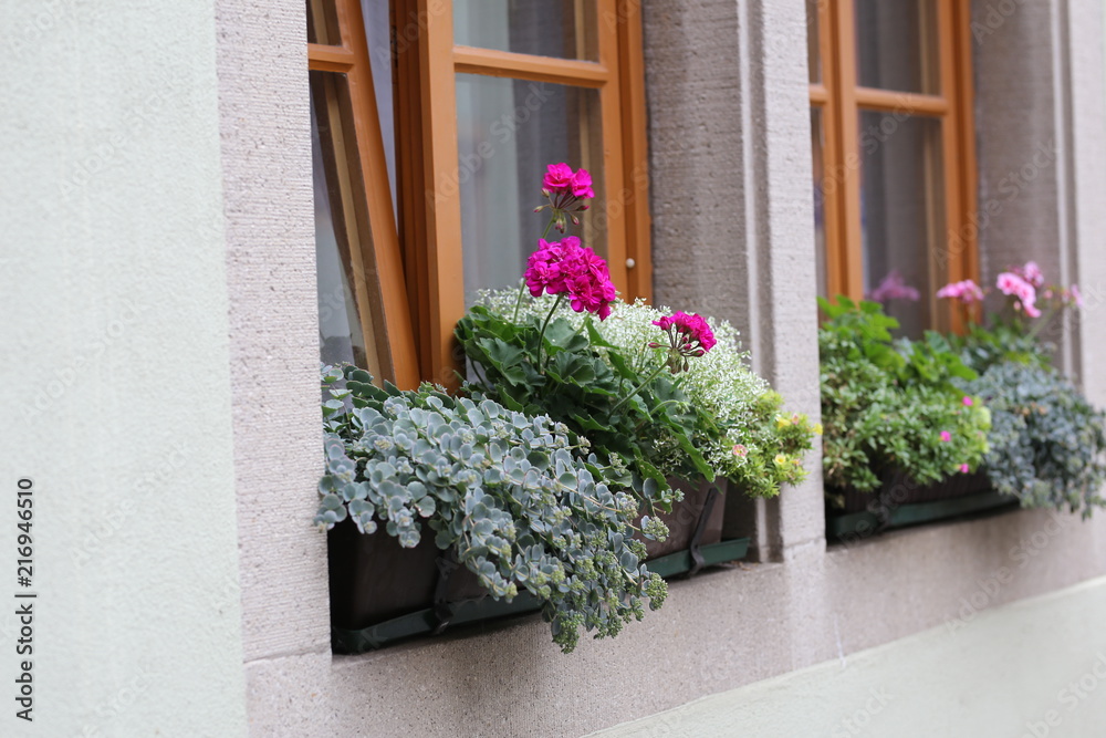 Flowers on the windowsill