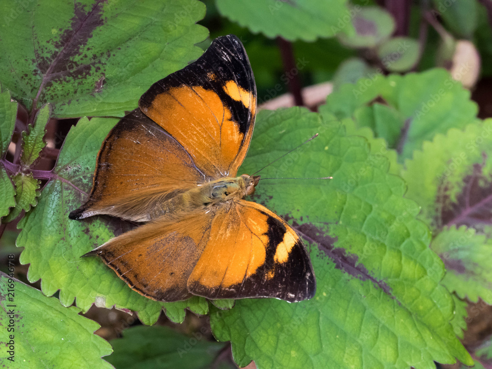 Tropical Butterfly resting on Leaf and Flower Tropical Butterfly resting on Leaf and Flower